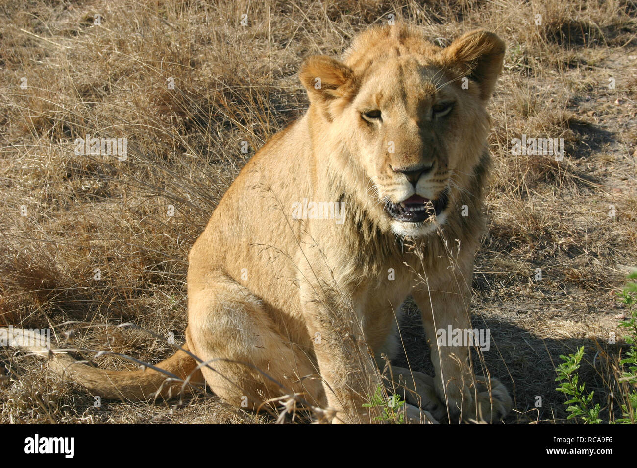 Photos images lion Banque D'Images