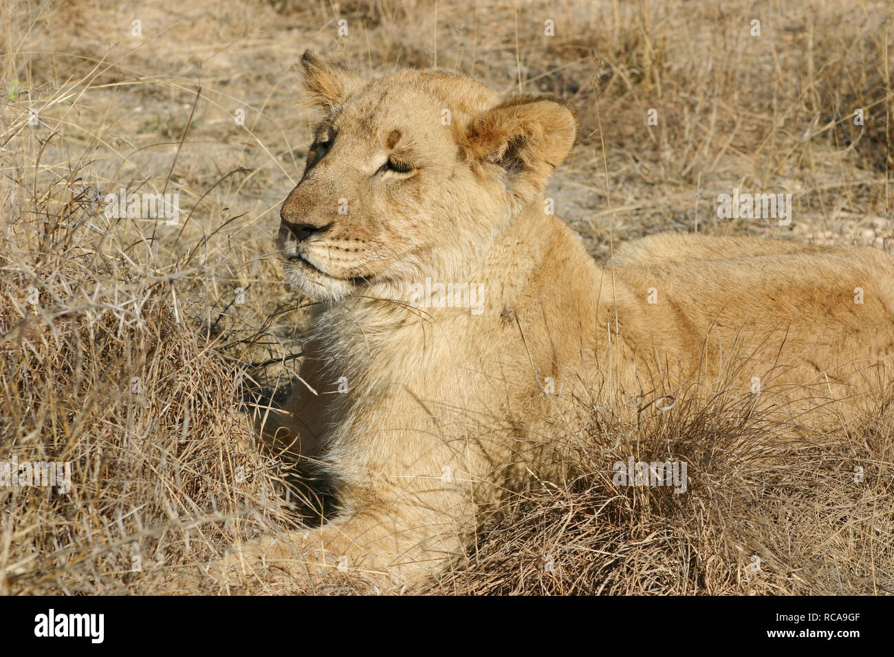 Homme lion photos Banque D'Images