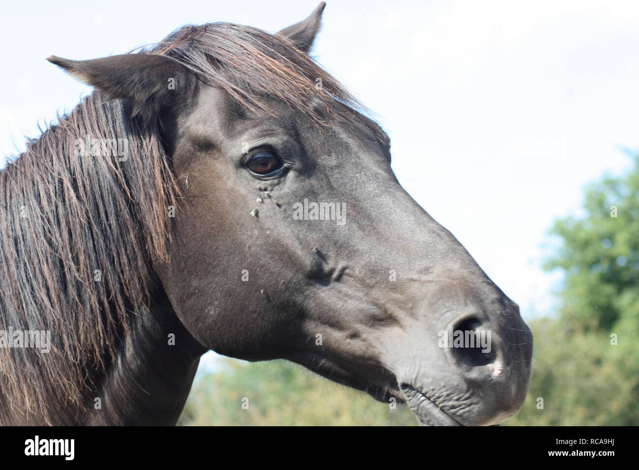 Voir les détails d'un cheval noir Banque D'Images
