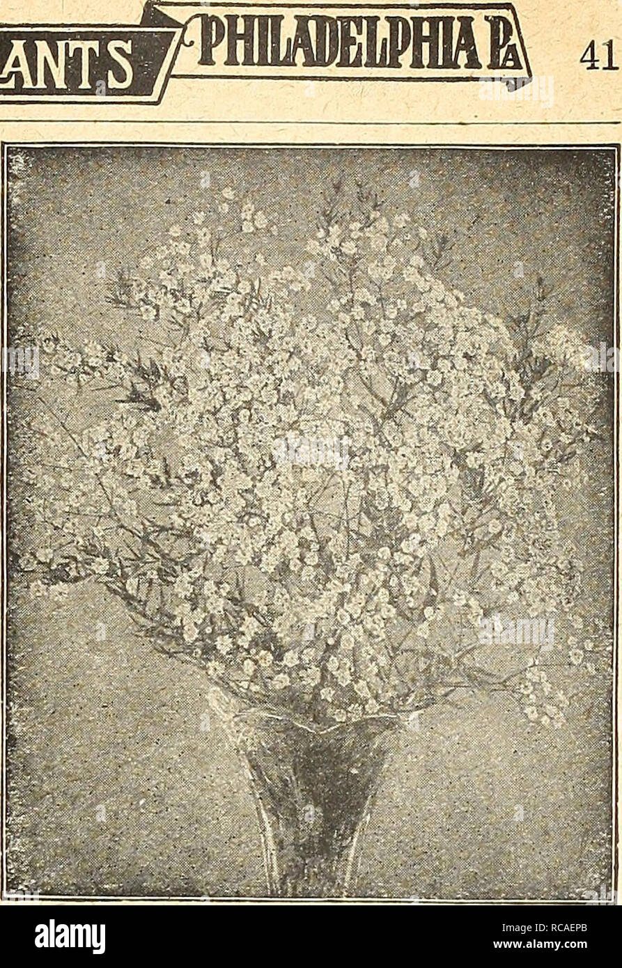 . Dreer catalogue automne 1924 du. Ampoules (plantes) ; Catalogues Catalogues de graines de fleurs ; Matériel et fournitures de jardinage catalogues ; pépinières (Horticulture) Catalogues ; Graines de catalogues. HARBX flElflyAWEH^ /PIANTS VIVACES (GypSOphila gypsophile) Le Gypsophilas s'épanouiront dans tout sol en position ensoleillée, et en raison de leur grandes panicules gracieusement organisé de minute fleurs doivent être dans tous les jardins. Paniculata. Une belle plante à l'ancienne, possession d'une grâce de ne pas trouver dans les autres plantes vivaces. Lorsqu'en fleur en Juillet et Août il forme une masse symétrique 2 à 3 pieds de hauteur Banque D'Images