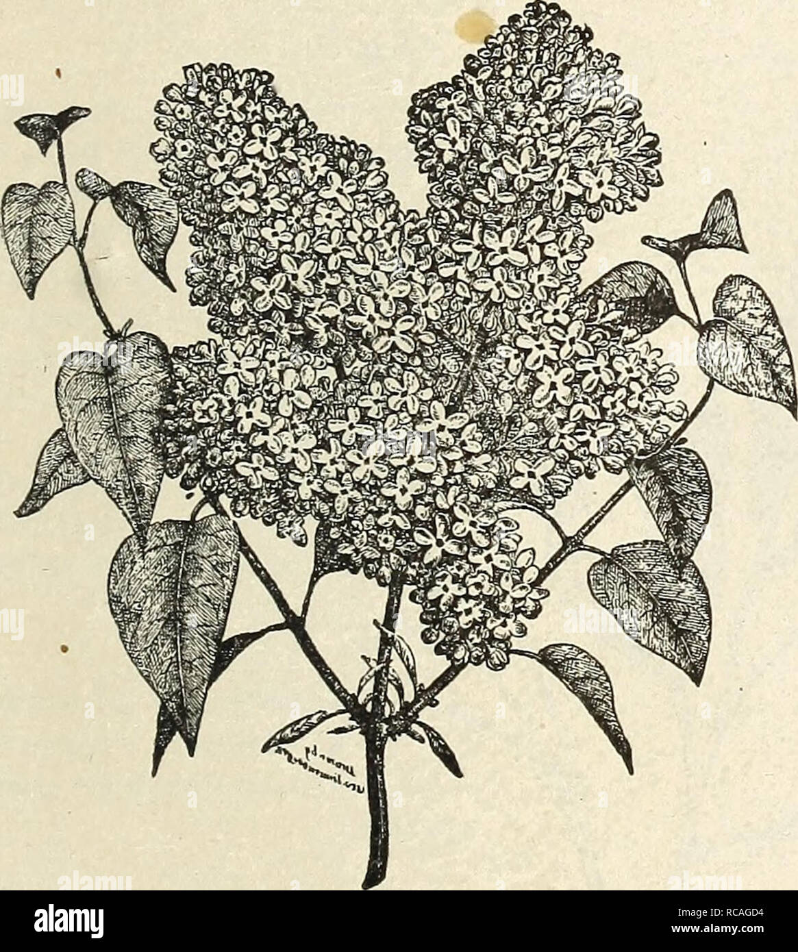 . Ellwanger &AMP ; Barry's catalogue général : pépinières de Mount Hope. Catalogue général. 65 (Syringa villosa lilas.). (Nouveau) C. violine en bouton, blanc lorsqu'il est ouvert. Deux semaines plus tard que les autres. 1,50 $. vulgaris. Le lilas commun. C. Le Bleu fleurs violettes. 35 cents. var. alba. Lilas blanc commun. C. 50 cts. var. alba grandiflora. Grande fleur lilas blanc. C. 50 cents. var. Albert le Bon. (Nouveau) C. grands épis de fleurs rouge-violet ; le meilleur de sa couleur. 1,00 $. var. Alplionse L,avalle. (Nouveau) C. Très grande panicule ; beau bleu, violet à l'ombre. Les petites plantes. 1,00 $. var. Beranger. Pur C. Banque D'Images