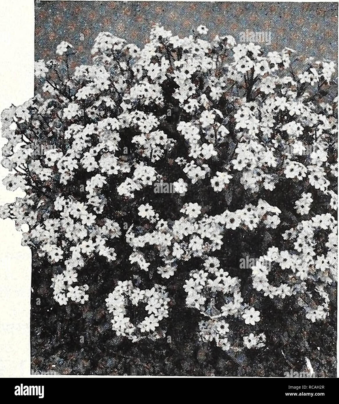 . Dreer's 1950. Les catalogues de graines de pépinière ; catalogues ; Matériel et fournitures de jardinage graines de fleurs ; Catalogues Catalogues ; Graines de legumes fruits ; Catalogues Catalogues de graines. . Veuillez noter que ces images sont extraites de la page numérisée des images qui peuvent avoir été retouchées numériquement pour plus de lisibilité - coloration et l'aspect de ces illustrations ne peut pas parfaitement ressembler à l'œuvre originale.. Henry A. Dreer (Cabinet) ; Henry G. Gilbert Pépinière et du commerce de semences Catalogue Collection. Philadelphia, PA : Henry A. Dreer Banque D'Images