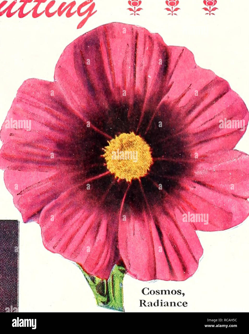 . Dreer's 1950. Les catalogues de graines de pépinière ; catalogues ; Matériel et fournitures de jardinage graines de fleurs ; Catalogues Catalogues ; Graines de legumes fruits ; Catalogues Catalogues de graines. . Veuillez noter que ces images sont extraites de la page numérisée des images qui peuvent avoir été retouchées numériquement pour plus de lisibilité - coloration et l'aspect de ces illustrations ne peut pas parfaitement ressembler à l'œuvre originale.. Henry A. Dreer (Cabinet) ; Henry G. Gilbert Pépinière et du commerce de semences Catalogue Collection. Philadelphia, PA : Henry A. Dreer Banque D'Images