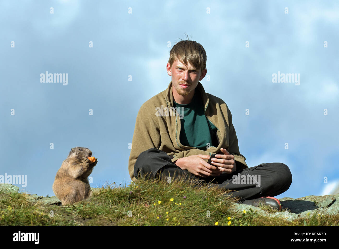 Alimentation tourisme carotte pour marmotte alpine (Marmota marmota) en été dans les Alpes, le Parc National du Hohe Tauern, Carinthie, Autriche Banque D'Images