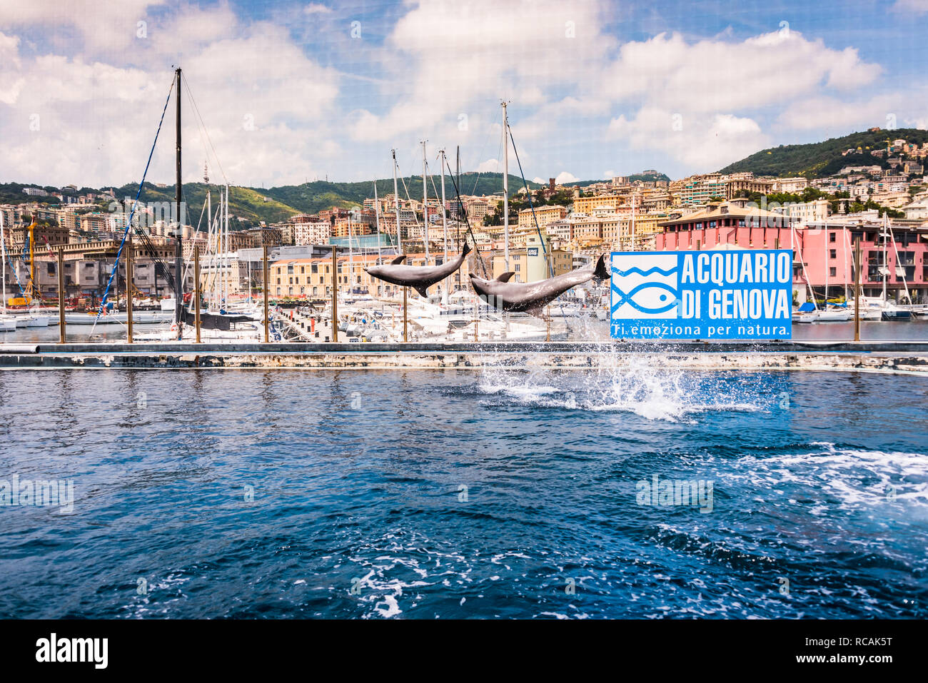 Grand dauphin (Tursiops truncatus) Acquario di Genova, le plus grand aquarium d'Europe, Porto Antico (Gênes), Ligurie, Italie, Europe Banque D'Images