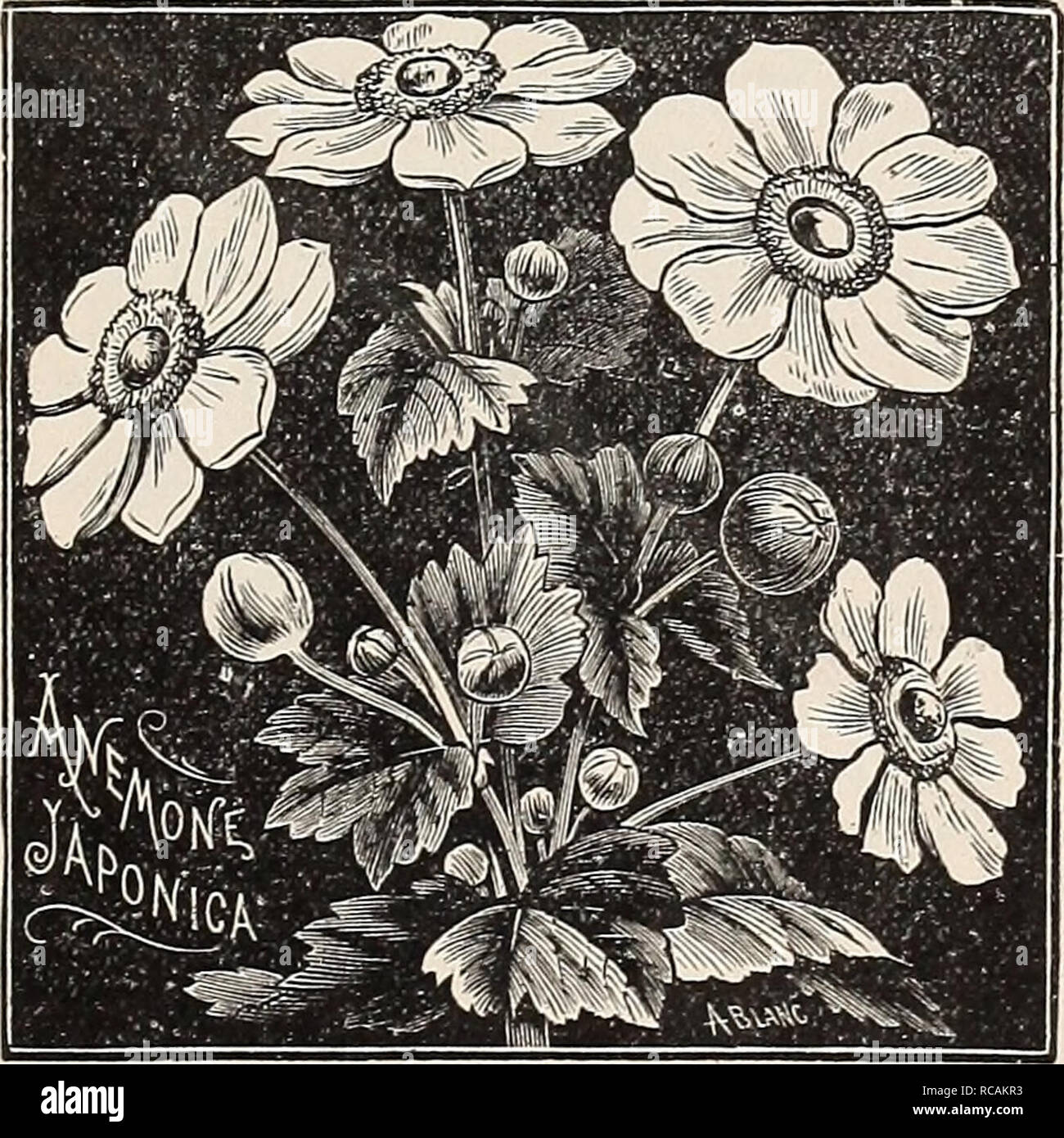 Bugle Like Photos Bugle Like Images Alamy