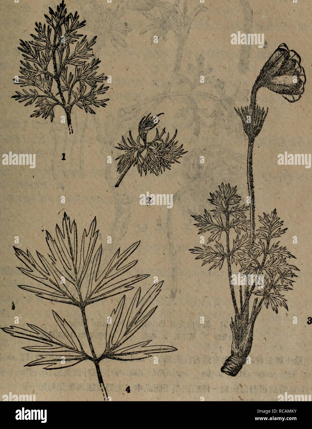 Dong Bei Zhi Wu Yao Tu Zhi Botanique A Eaaeae Ac A A A Aae A A E I A A Aa Eaºae C A Aºaa A A A Aºa 3 Aee C A Aae C A Aeµe Aa Pulsatilla Koreana Nakai Anemone Cernua Thunb Ybt Koreana Yabe A A Ceae I Ae A C C Ae C C A I E Ae 15a30