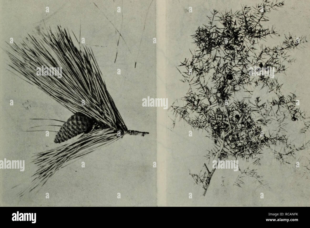Juniperus Rigida Banque D Image Et Photos Alamy
