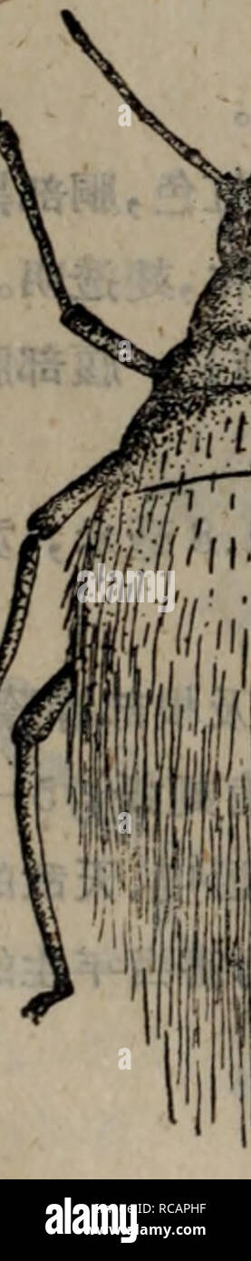 . Dong bei nong zuo wu hai chong tu shuo. botanique. f J* ?. Veuillez noter que ces images sont extraites de la page numérisée des images qui peuvent avoir été retouchées numériquement pour plus de lisibilité - coloration et l'aspect de ces illustrations ne peut pas parfaitement ressembler à l'œuvre originale.. Shen Nong yang xue yuan zhi wu bao hu xi kun chong jiao yan zu. nong ye chu ban elle Banque D'Images