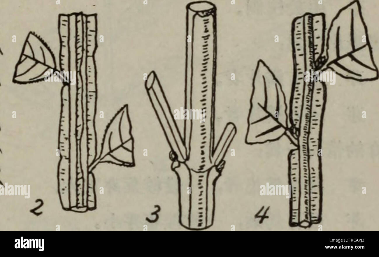 Dong Bei Mu Ben Zhi Wu Tu Zhi Botanique Aº Ae Ae Fitc C A Ae E Eªe Eªª Aºi A 31 Aeca A 1 Aeaºaea A 6a1a 2 Aec Aea A 6a2a 3 Aeae C Aea A 6a3 4 Aea Aeae Ae A6a 4a 5 Aeaec C A A Aei Aeae