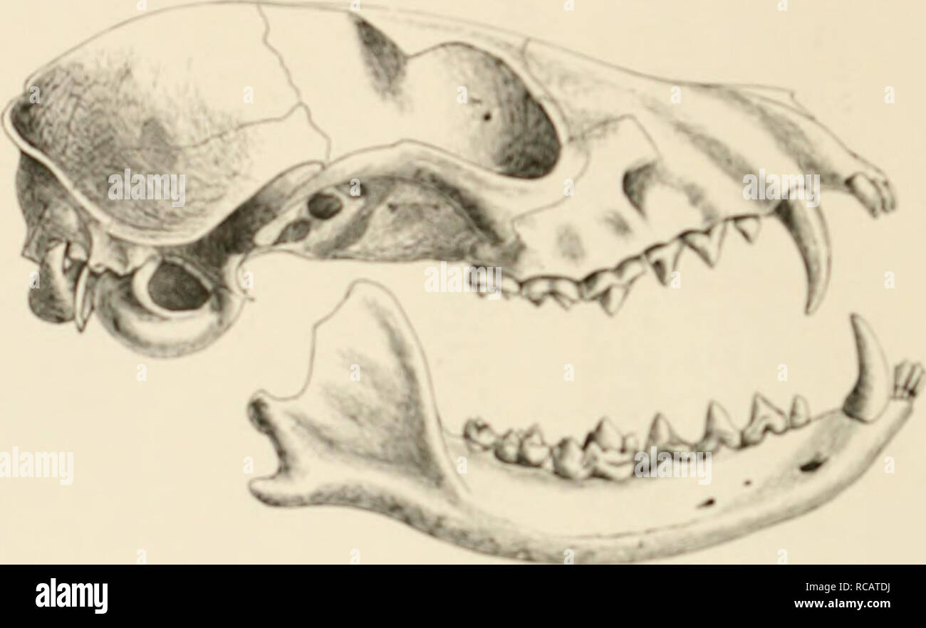 . Les chiens, des chacals, des loups, et les renards : une monographie du canidé. De gravures sur bois, et 45 plaques de couleur tirées de la nature par J.G. Keulemans et colorés à la main. Canidae. 82 LE STKIPKD-TAILEU DOfi. FSf. ai.. &Gt;Lo tkUil TICW idc "je t'ai (PV24 •• !"" r&Lt ;"TI"^-T-lt ; fig. 32. Je MC. ;Vj. 1 o ^ // &lt;v" 1. Veuillez noter que ces images sont extraites de la page numérisée des images qui peuvent avoir été retouchées numériquement pour plus de lisibilité - coloration et l'aspect de ces illustrations ne peut pas parfaitement ressembler à l'œuvre originale.. George Jackson Mivart, Saint-Jean, 1827-1900. Londres, R. H. Porter Banque D'Images