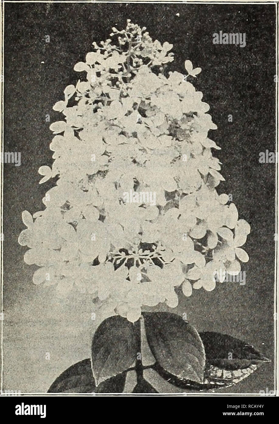 . Dreer's garden book : 1906. Les catalogues de graines de pépinière ; catalogues ; Matériel et fournitures de jardinage graines de fleurs ; Catalogues Catalogues ; Graines de legumes fruits ; Catalogues Catalogues de graines. -HEHRTADRKR PHIIADHiPHlAW mmOICE -arbustes rustiques Ulll 203. • HvDKANGKA V PaNICULATA GraNDIFLORA. Deutzia plena Candidissima. Une amende double blanc. - DozMe {plena rosea Crenata floraison-Deutzta). Yo- ers double-blanc, avec linged ; rose très souhaitable. - Qracilis. Un nain bush, couverts d'épis de fleurs blanc pur en début d'été. Campanulata. . Nouveau livre blanc trier, avec grand, ouvert, fleurs en forme de plateau. Ros Banque D'Images