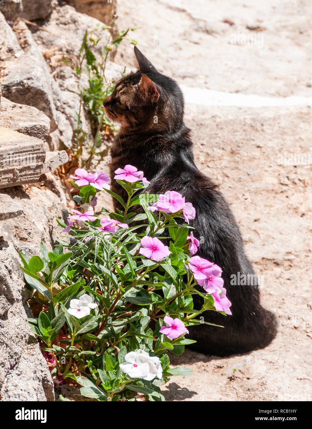 Chat tigré assis dehors au soleil à oiseaux à l'aide de la pervenche rose plante sur l'île d'Agistri, Golfe de Saros, Grèce Banque D'Images