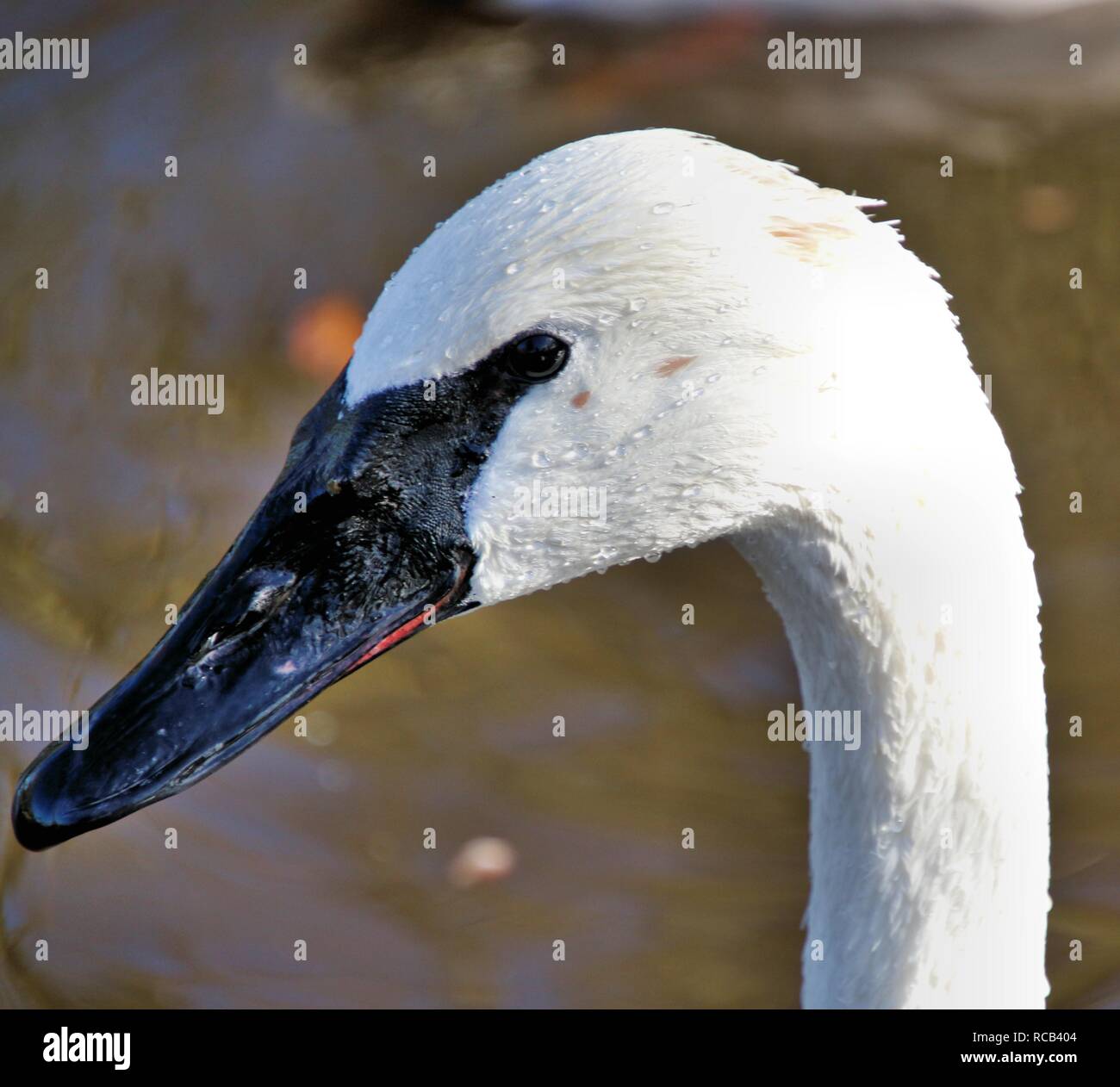 Une photo de la tête d'un cygne trompette Banque D'Images