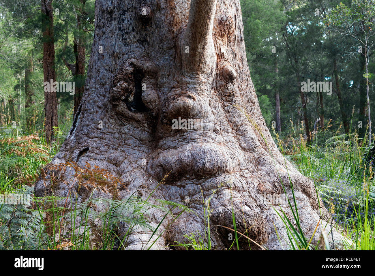 Tingle Tree géant nommé la grand-mère à Tingle peut être vu sur l'Ancien Empire à pied dans la Vallée des Géants,Walpole-Nornalup National Park, Australie Banque D'Images