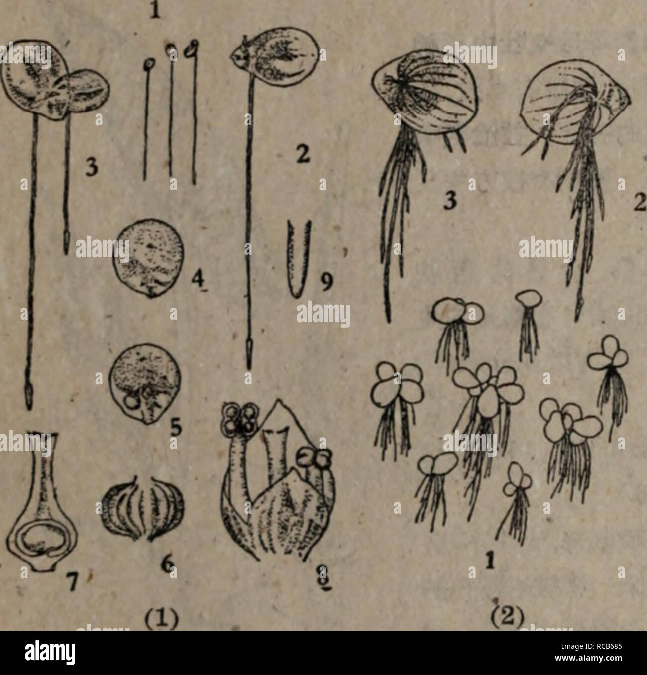 Lemna Minor L Banque D Image Et Photos Alamy