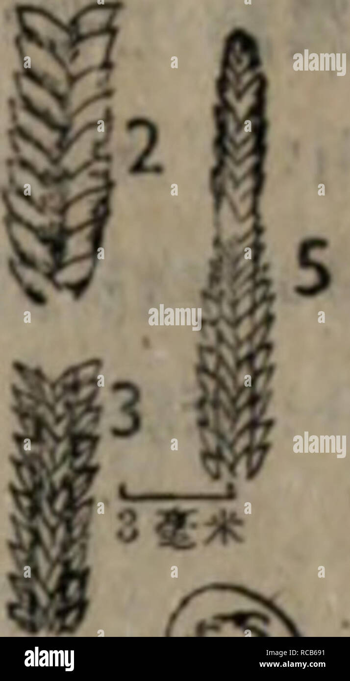Dong Bei Yao Yong Zhi Wu Zhi La Botanique C Ae Lycopcdium9a Clavatum L A C C Ca A 2 Ae A Ei I A Ee E E B E E E ºae C A Ai I 3 c Ae A A A A 10ae Selaginella Tamariscina Beauv Printemps A A 2 C Ee Jk 3 Ee E Tq 4 E