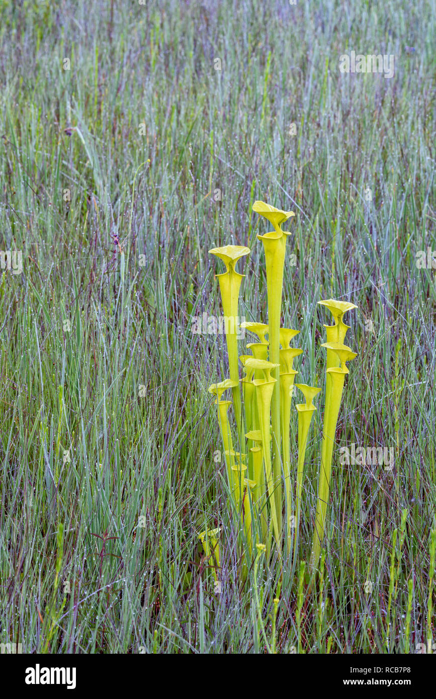 La sarracénie pourpre (sarracenia jaune flava) Lush, après les brûlages touffe de pichets le long du bord de la baie de Caroline. Francis Marion National Forest, SC, printemps. Banque D'Images