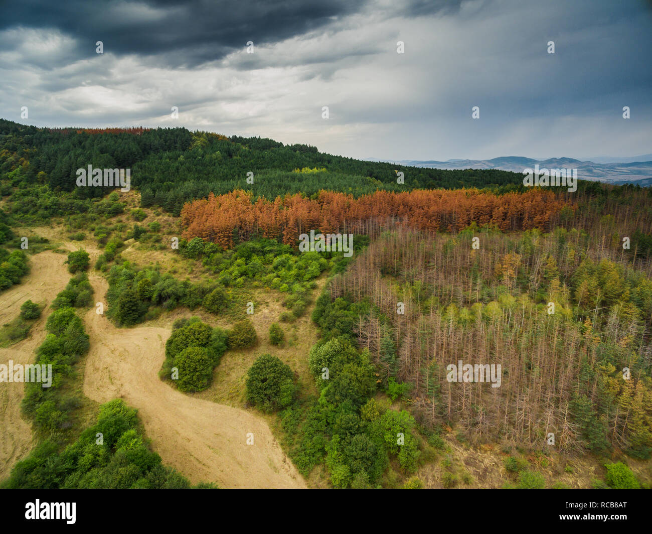Vue aérienne de la forêt colorée composée de morts et des pins Banque D'Images