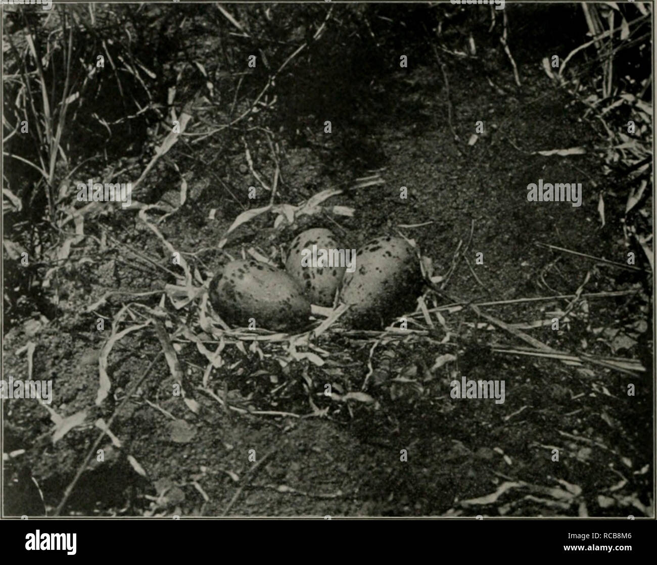 . ... Le chat domestique ; bird killer, Mouser et le destructeur de la vie sauvage ; moyens d'utiliser et de le contrôler. Les chats. VIII. LA PLAQUE. La FIA. 1. Â Les chats ici Xo. Un nid de Wilson's tern, intact sur une île où aucun chat a vécu. Â ¢"fSf - ?4.y' * ,^' â /y Fio. 2.Â Le travail du chat. Un massacre gratuit. Vestiges d'un motlier dougall comme trouvés ; tué par un chat. Des milliers de ces oiseaux tués sur leurs nids par les chats dans l'île. Voir page 57. (Photographie de M. Howard H. Cleaves.). Veuillez noter que ces images sont extraites de la page numérisée des images qui peuvent avoir été retouchées numériquement pour plus de lisibilité - col Banque D'Images