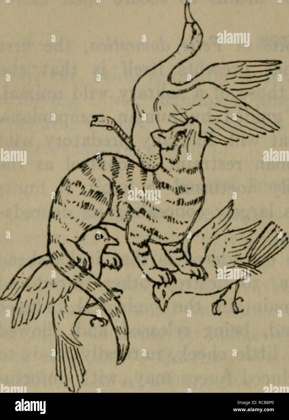 Le Chat Domestique Bird Killer Mouser Et Le Destructeur De La Vie Sauvage Moyens D Utiliser Et De Le Controler Les Chats 30 Le Chat D Un Chasseur Baryton Dans