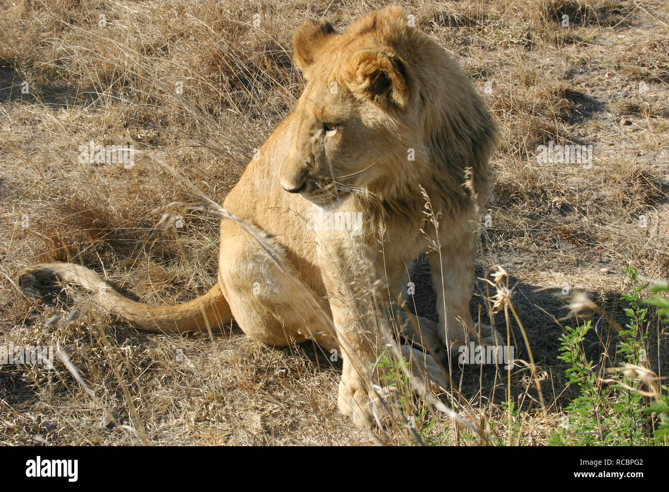 Lion 3d image Banque D'Images