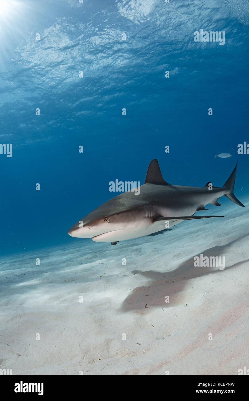 Requin de récif des Caraïbes sur sable Banque D'Images