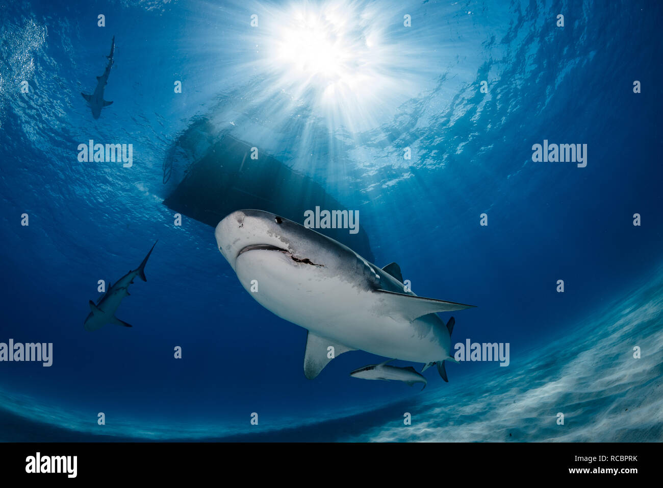 C'est Tequila, une femelle tigre de requin et résidant de longue date à Tiger Beach aux Bahamas. Banque D'Images C'est Tequila, une femelle tigre de requin et résidant de longue date à Tiger Beach aux Bahamas. Banque D'Images