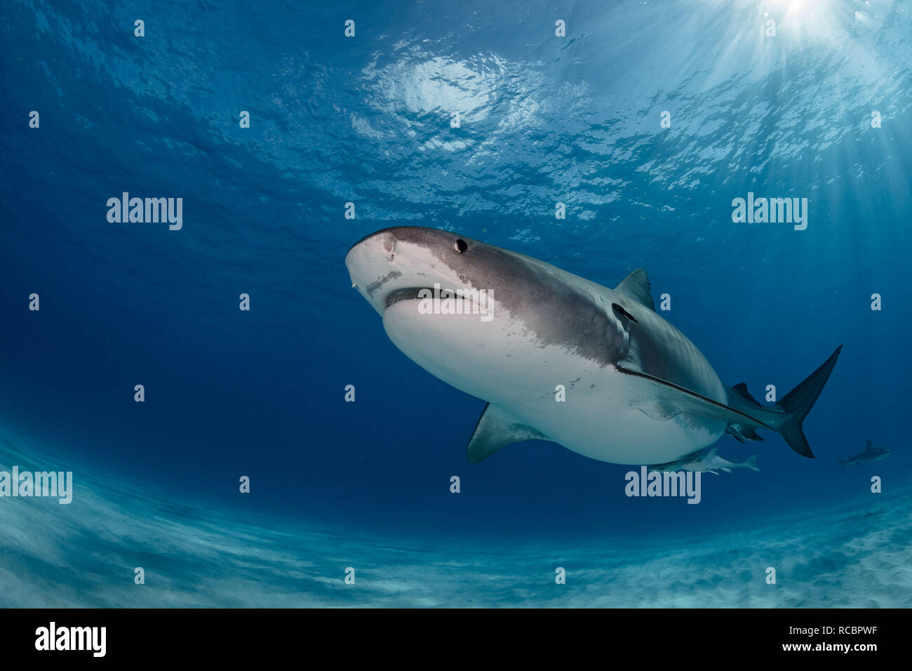 Un requin tigre enceinte qui navigue sur le sable Banque D'Images