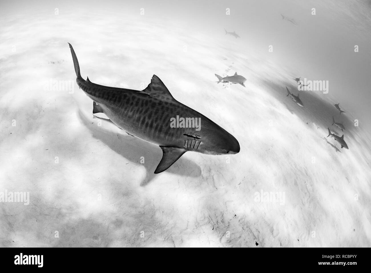 Requin tigre et autres sur fond sablonneux Banque D'Images Requin tigre et autres sur fond sablonneux Banque D'Images
