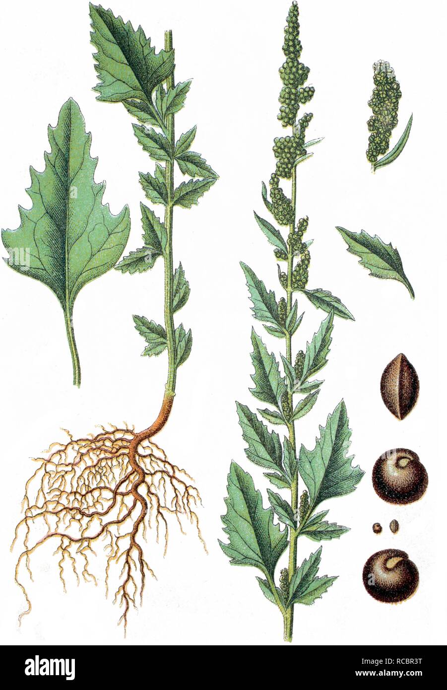Chénopode blanc (Chenopodium agreste), plante médicinale, plante cultivée, lithography, vers 1870 Banque D'Images