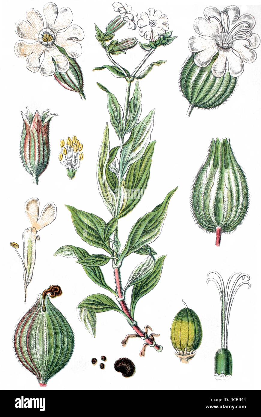 White (Silene latifolia subsp. alba Mill.), plante médicinale, plante cultivée, lithography, vers 1870 Banque D'Images