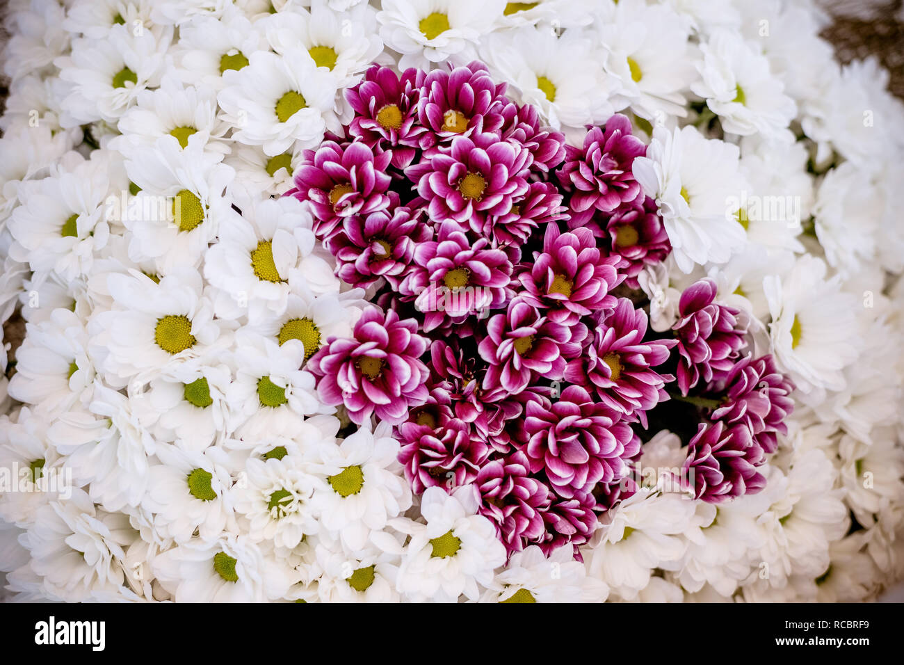 Fond Fleur De Chrysanthème Blancbouquet De Chrysanthèmes