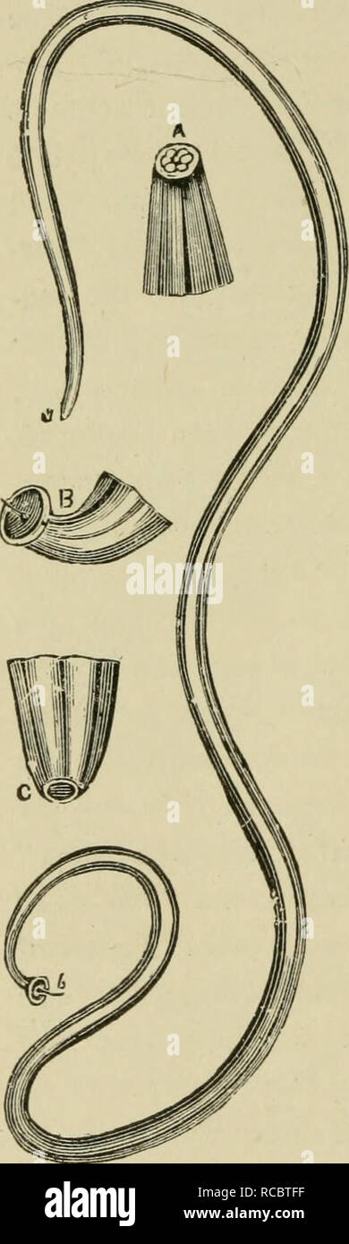 Les chiens de Grande Bretagne, d'Amérique et d'autres pays. Chien. [From  old catalog]. Maladies ATONIQUES 35-4. reins de che chien, ainsi que celle  du loup, loutre, raton laveur, gliit tonne, cheval,