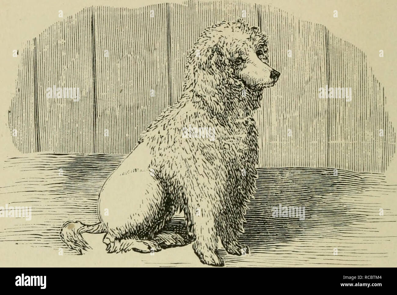 Les Chiens De Grande Bretagne Damérique Et Dautres Pays