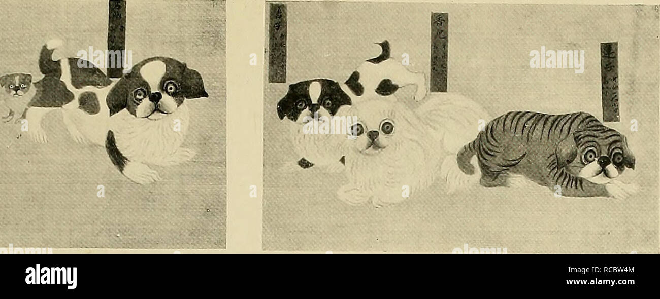 . Chiens de Chine &AMP ; le Japon dans la nature et de l'art ; les animaux les chiens dans l'article [de l'ancien catalogue] ; l'Art, le chinois. [From old catalog]. N° I. LI-EEH (poire). LONG-COATED HAH-PAH CHIEN. La longueur du corps, je ft. 5 in. Dans Heigtit 8. Envoyé par Tliibjt comme un présent à l 'empereur. Son tempérament est celui d'un être humain n° 3 SHIH-LIU (Grenade). LO SZE-CHIEN. La longueur du corps 1 ft. 5 in. Hauteur 10 po. N° 3. CHIEH-TZU (Lucky). LO SZE-CHIEN. La longueur du corps je ft. 3 in. 6.8 dans la hauteur. N° 4. HSIANG-ERH (parfumé). HAH-PAH CHIEN. La longueur du corps je ft. 6 in. 7.5 en hauteur. NO 5. TA-TZU (Mongols). Tête de tigre LO SZE-CHIEN. Heig Banque D'Images