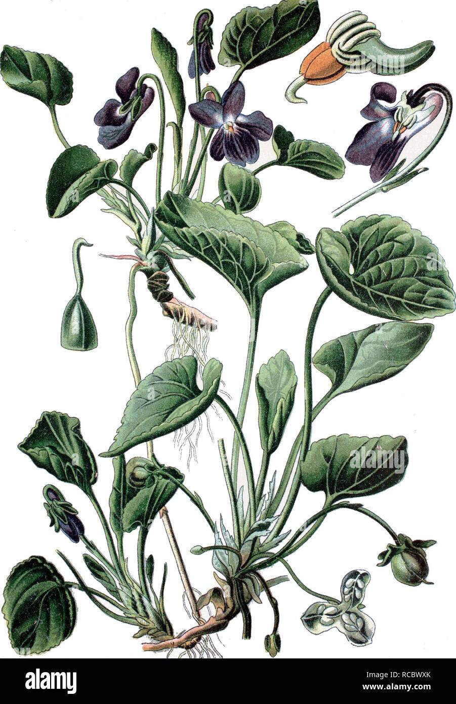 Violette odorante (Viola odorata), une plante médicinale,  chromolithographie historique, ca. 1870 Photo Stock - Alamy