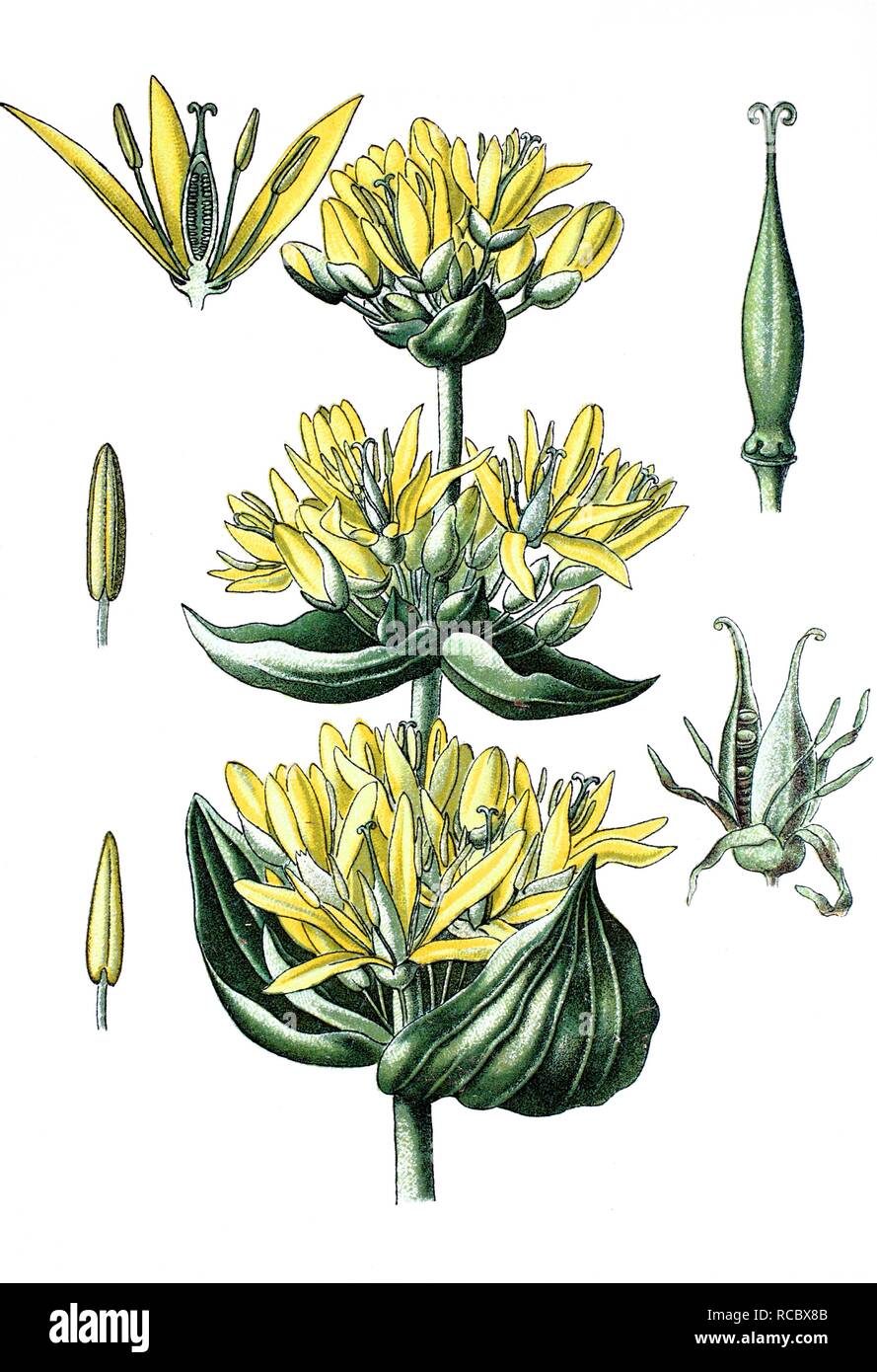 Grande Gentiane jaune (Gentiana lutea), plante médicinale, chromolithographie, 1870 historique Banque D'Images