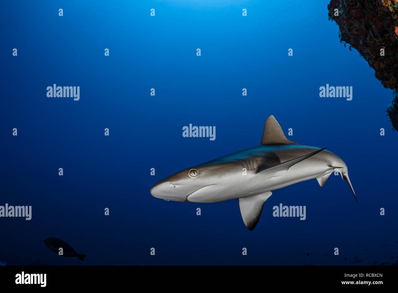 Un requin gris juvénile Banque D'Images