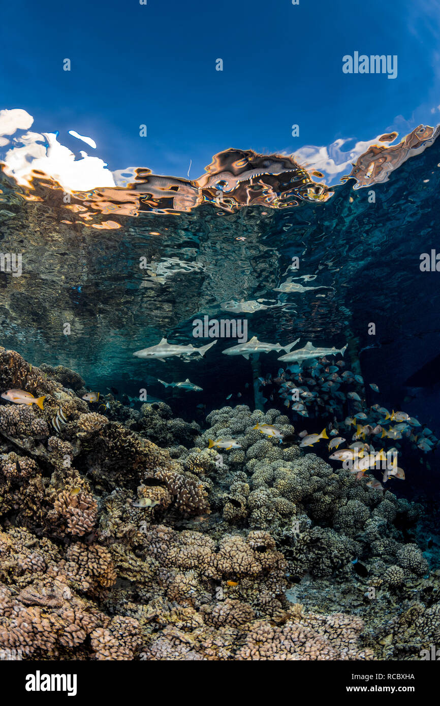 Requin requins patrouillant dans les zones peu profondes d'un récif en Polynésie française. Banque D'Images