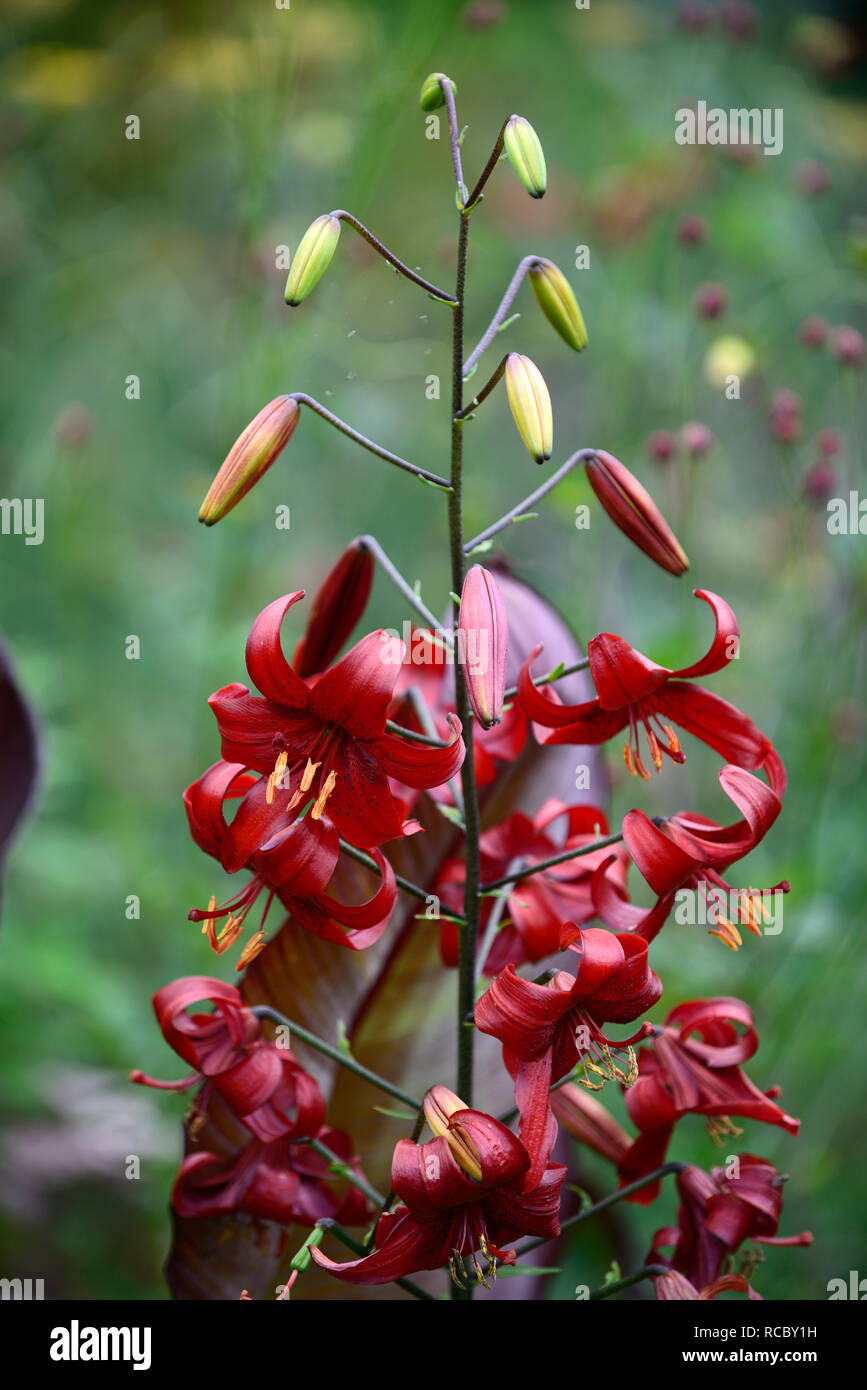 Lilium lilium,velours rouge saveur asiatique,rouge,hybride red tiger lily,red tiger lilies,fleurs,fleurs,Fleurs,RM florifère Banque D'Images