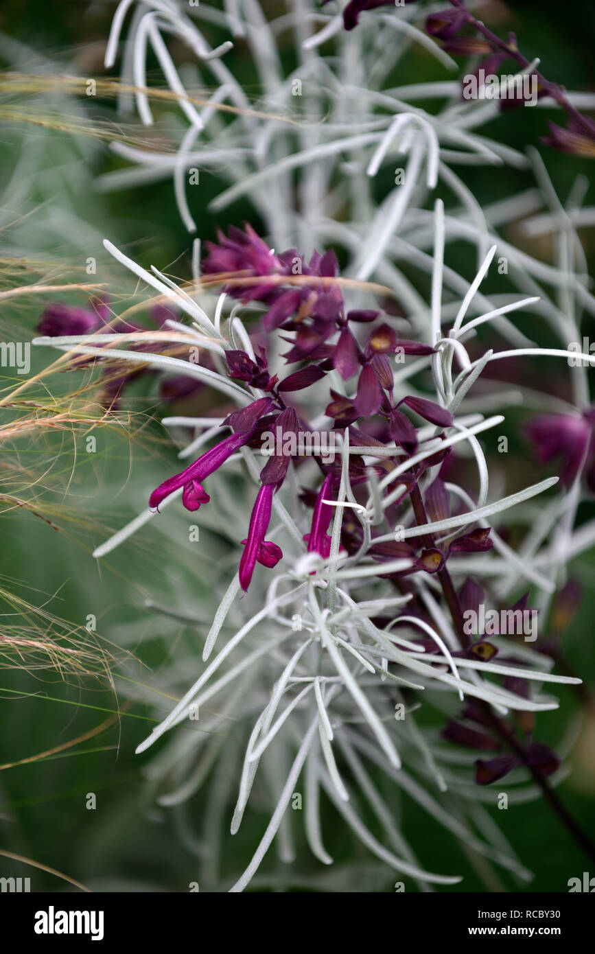 Parolinia,ornata amour et Salvia,souhaite,feuillage argenté,feuilles,fleurs,fleurs,plantation,mixte combinaison combinaison inhabituelle Floral,RM Banque D'Images