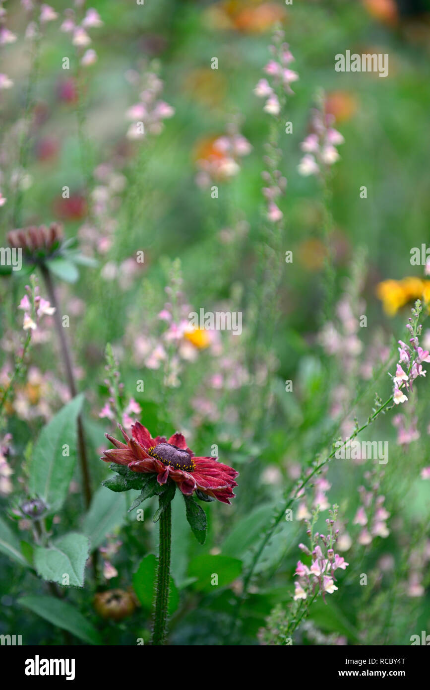 Rudbeckia hirta Cherry Brandy, rouge, fleurs pourpre,Peachy Linaria linaire,fleurs,pêche jaune,tiges à fleurs,spires,snapdragon,la moitié des annuelles hardy un Banque D'Images