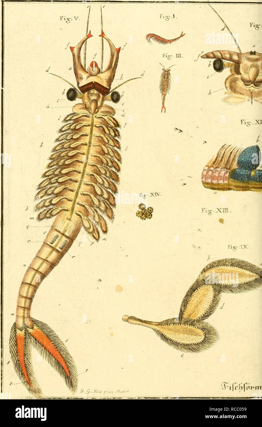 . D. Jacob Christian Schäffers Abhandlungen von Insecten : erster[-lezter où und Band] ... Les insectes ; les parasites. . Veuillez noter que ces images sont extraites de la page numérisée des images qui peuvent avoir été retouchées numériquement pour plus de lisibilité - coloration et l'aspect de ces illustrations ne peut pas parfaitement ressembler à l'œuvre originale.. Schäffer, Christian Jacob, 1718-1790 ; Beez, J. G. , malade, Beez, Sophie, mauvais ; Franck, J. F. , mauvais ; Nussbiegel, Georg Paul, 1713-1776, de mauvais ; Preissler Johann, Justin, 1698-1771, de mauvais ; St. Loibel, I. , mauvais ; graveur ; Eisenmann, Fridrich, Jacob Andreas, 1684-1751, fra Banque D'Images