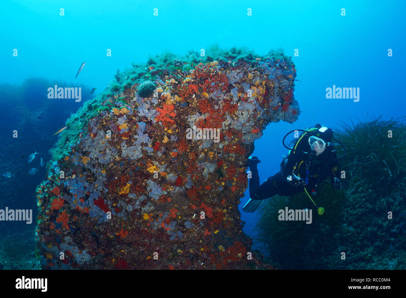 Plongée sous-marine féminine avec torche regardant une structure de roche couverte par la vie marine enrouille dans le Parc naturel de Salines (Formentera, mer Méditerranée, Espagne) Banque D'Images