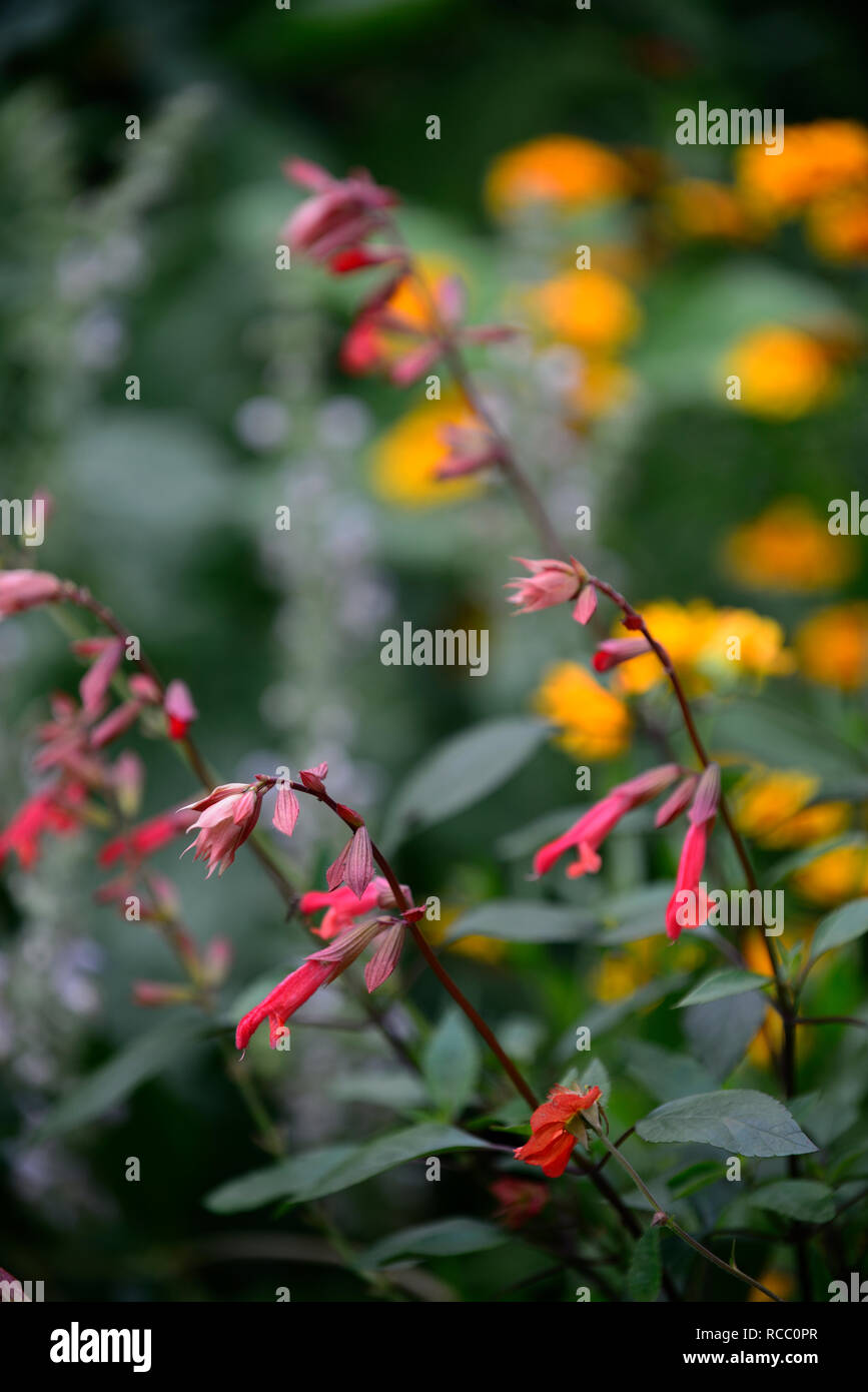 L'embers salvia tiens,orange rouge,fleurs,sage sages,feuillage parfumé,couleur,couleur,fleurs,feuilles,jardin,plantes,Fleurs RM Banque D'Images