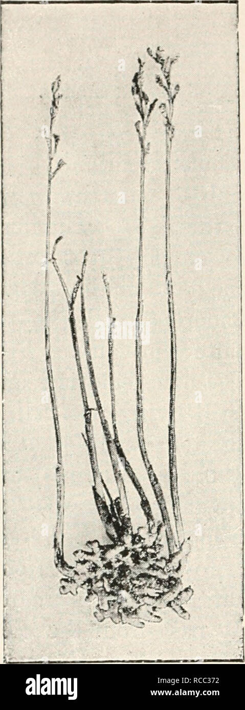 . Les maladies des plantes parasites induits par cryptogamuc ; introduction à l'étude des champignons pathogènes, slime-champignons, bactéries et algues. English ed. par William G. Smith. Les maladies des plantes ; plantes parasites. Symbiose 98. suggère que la réduction de la fonnation de poils sur leurs racines était due au champignon les hyphes se comportant comme physiologiquement-root-poils. Johovv, dans l'opposition à Frank, déclare que la non-chloro- phyllous Wullschlacgdia, un parent de Neottia, ne montre aucune trace de. Veuillez noter que ces images sont extraites de la page numérisée des images qui peuvent avoir été retouchées numériquement pour plus de lisibilité - c Banque D'Images