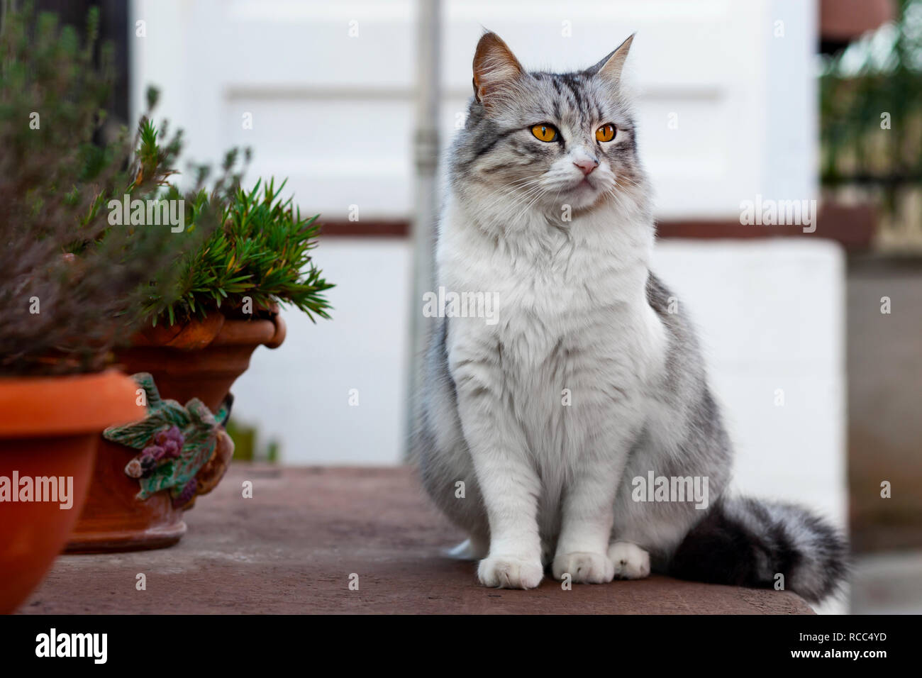 Portrait D Un Magnifique Chat A Poil Long Blanc Et Gris Avec Des Yeux Jaunes Photo Stock Alamy