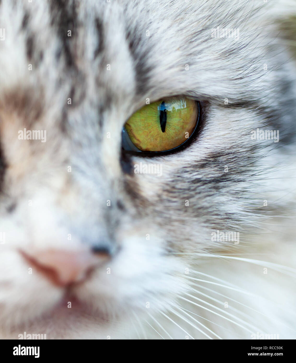 Portrait d'un magnifique chat à poil long, blanc et gris, avec des yeux jaunes. Banque D'Images