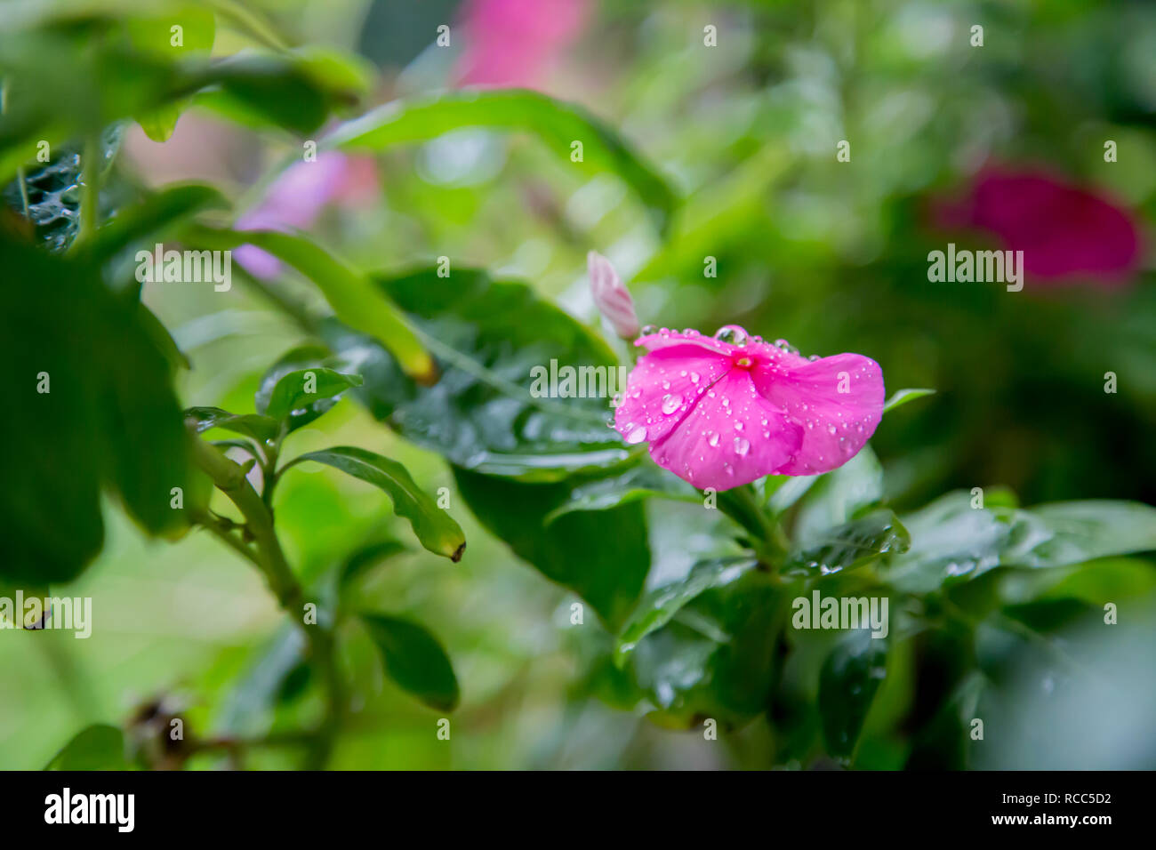 Fleurs dans la pluie, Chulas, Catharanthus roseus Banque D'Images